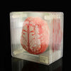 SearchFindOrder halloween Acrylic Non-Slip Brain Coasters (10pcs)